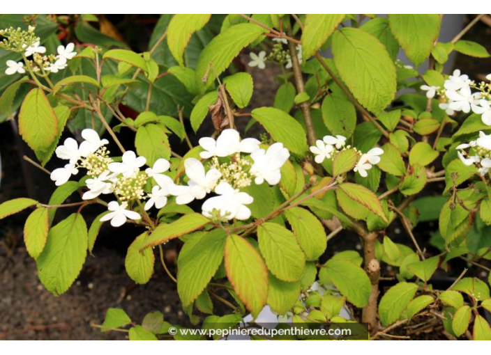 VIBURNUM plicatum 'Lanarth' - Printemps VIBURNUM plicatum 'Lanarth' - Printemps