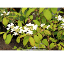 VIBURNUM plicatum 'Lanarth' - Printemps VIBURNUM plicatum 'Lanarth' - Printemps