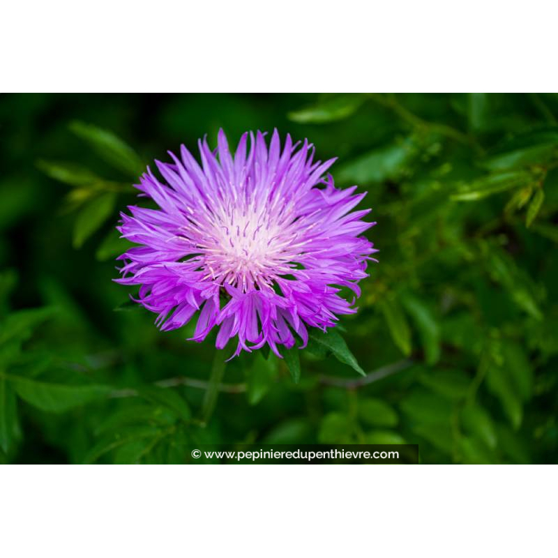 CENTAUREA dealbata