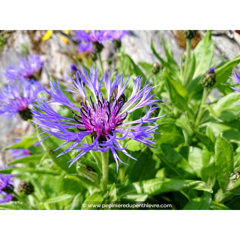 CENTAUREA montana, Centaurée des montagnes, bleu - Pépinière du Penthièvre