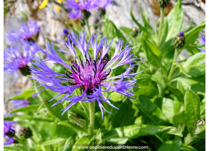 CENTAUREA montana, Centaurée des montagnes, bleu - Pépinière du Penthièvre