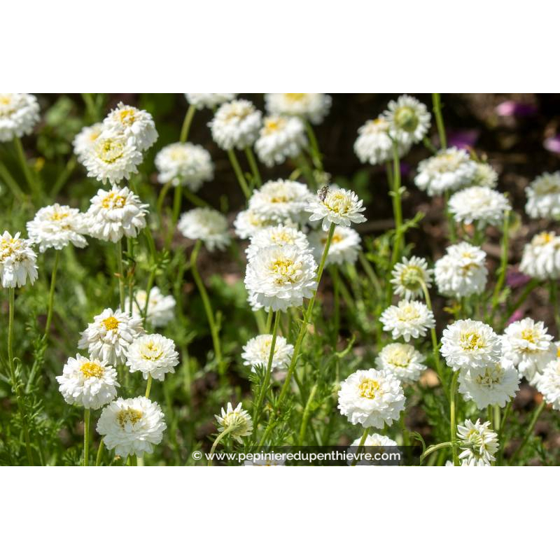 CHAMAEMELUM nobile 'Flore Pleno'