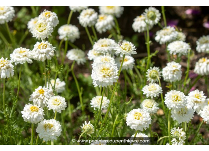 CHAMAEMELUM nobile 'Flore Pleno'