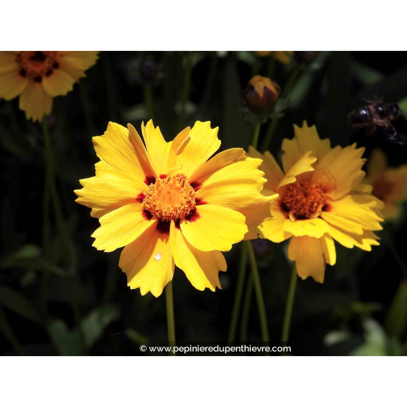 COREOPSIS lanceolata 'Sterntaler'