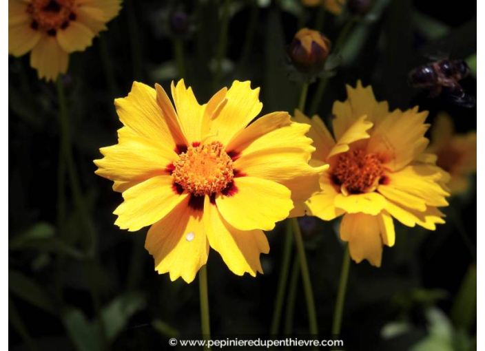 COREOPSIS lanceolata 'Sterntaler'