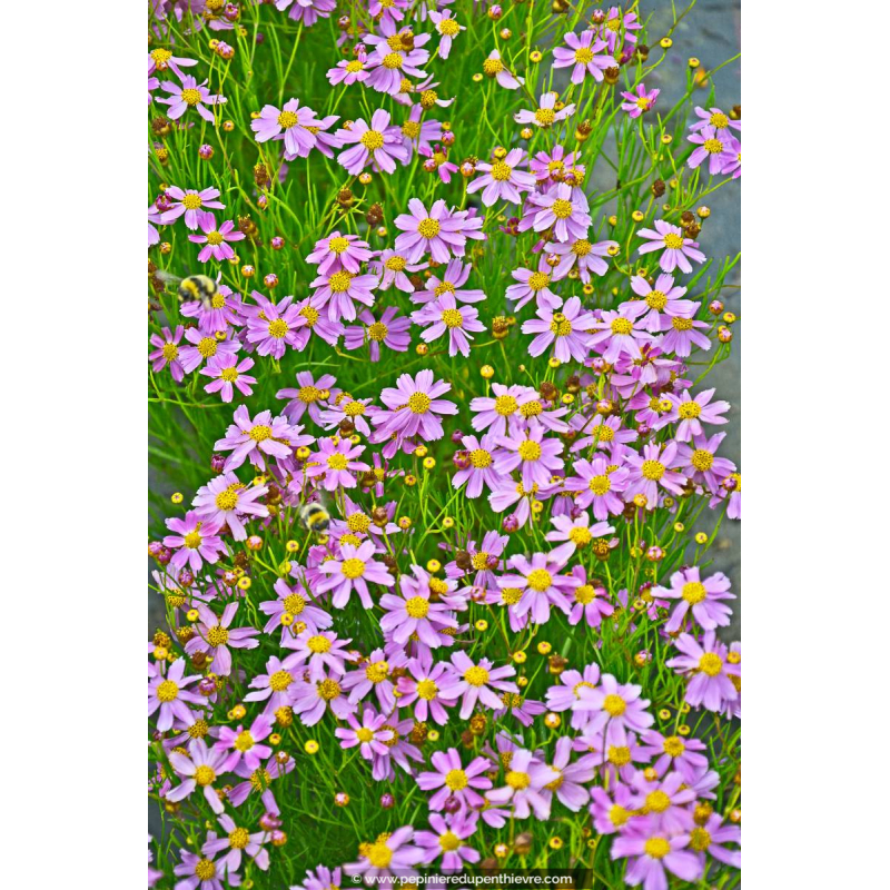 COREOPSIS rosea 'American Dream'