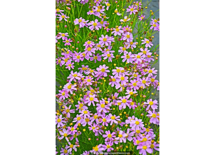 COREOPSIS rosea 'American Dream'