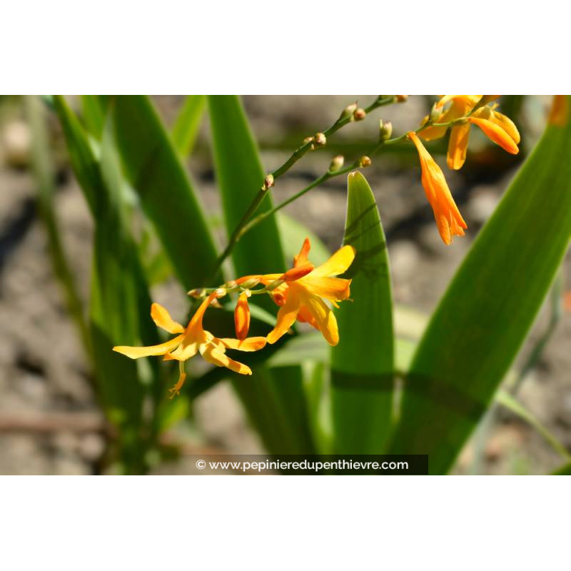 CROCOSMIA 'Norwich Canary'