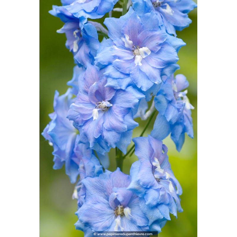 DELPHINIUM pacific-giant 'Summer Skies'