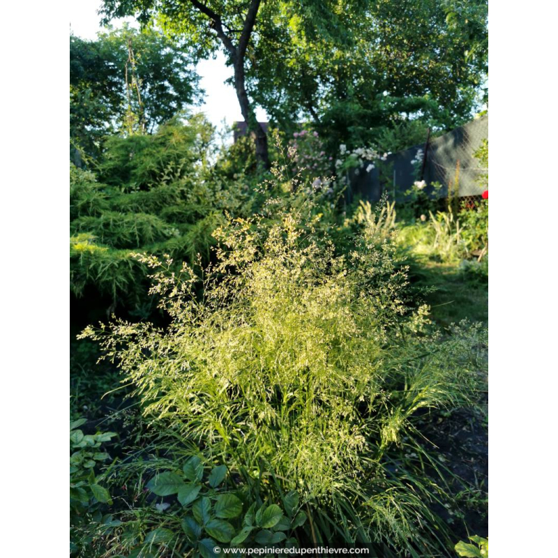 DESCHAMPSIA cespitosa 'Palava'