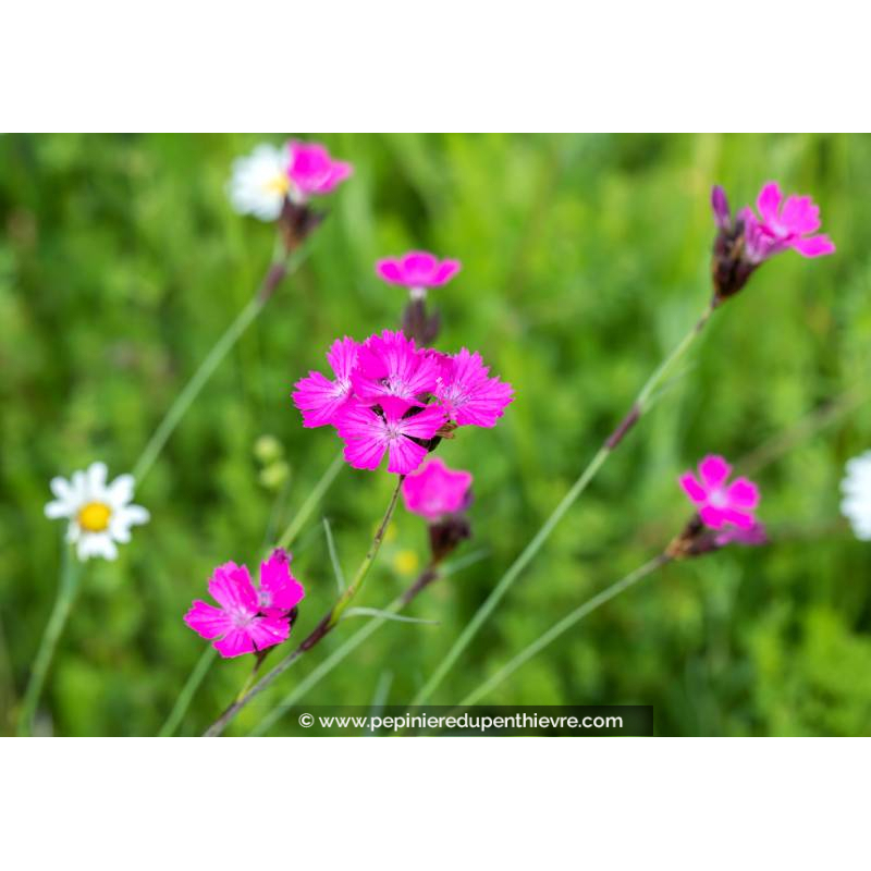 DIANTHUS carthusianorum