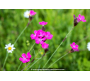 DIANTHUS carthusianorum