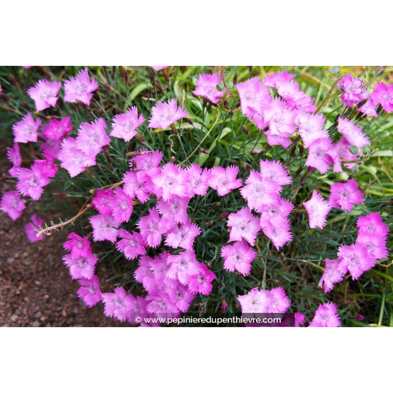 DIANTHUS gratianopolitanus