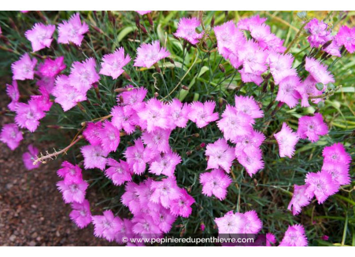DIANTHUS gratianopolitanus