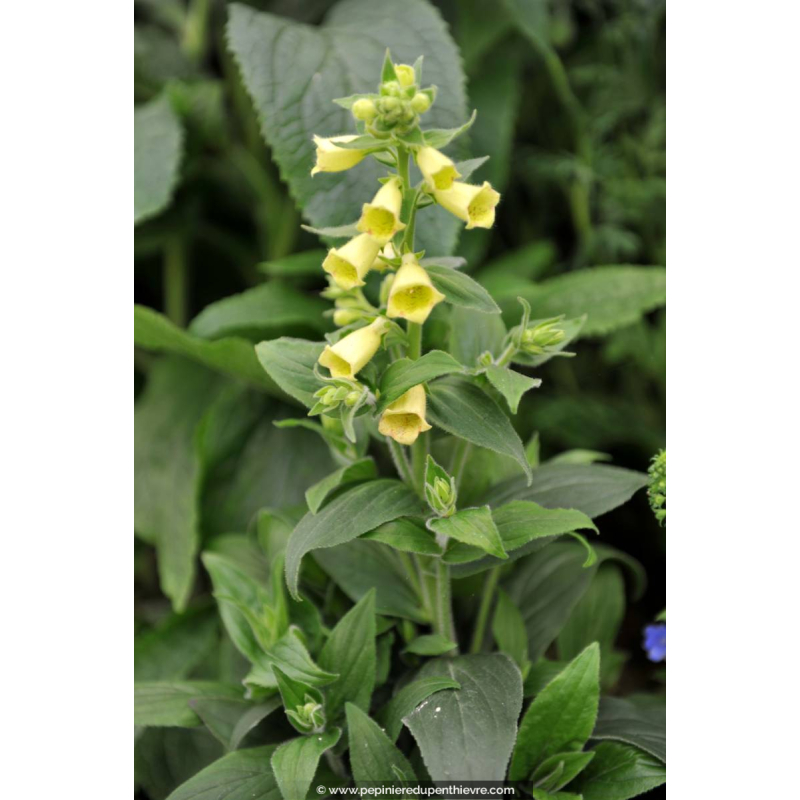 DIGITALIS grandiflora 'Dwarf Carillon'