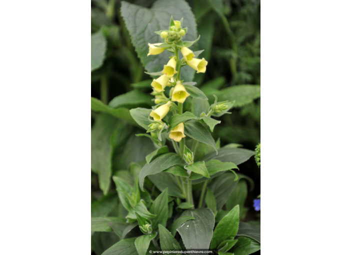 DIGITALIS grandiflora 'Dwarf Carillon'