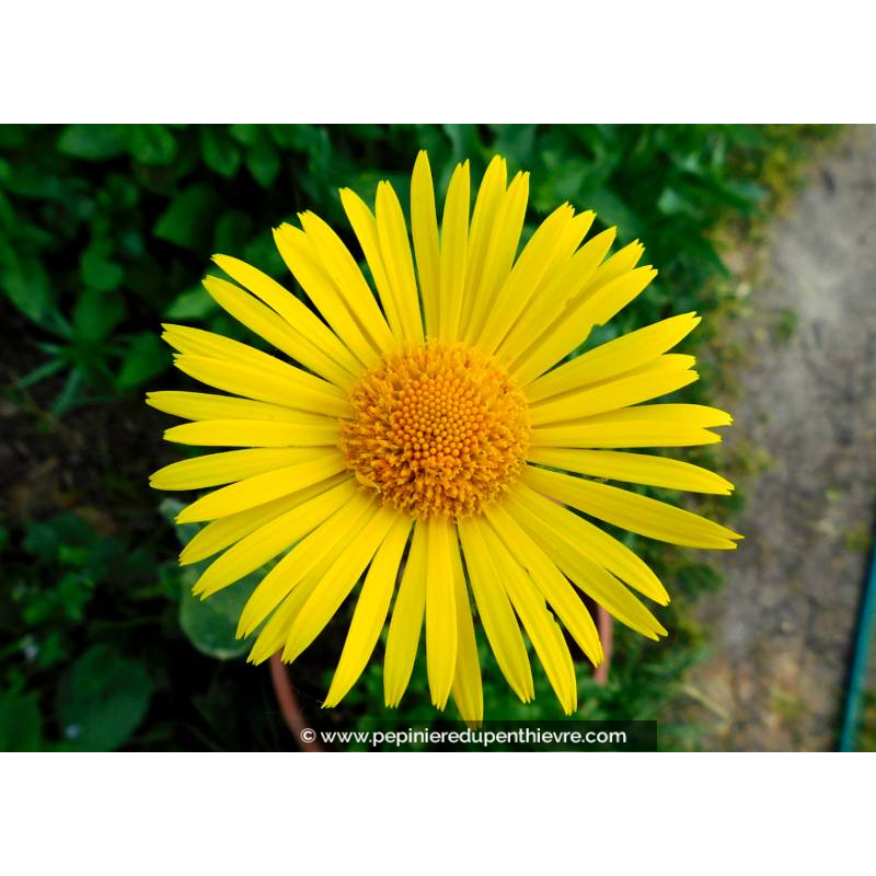 DORONICUM orientale