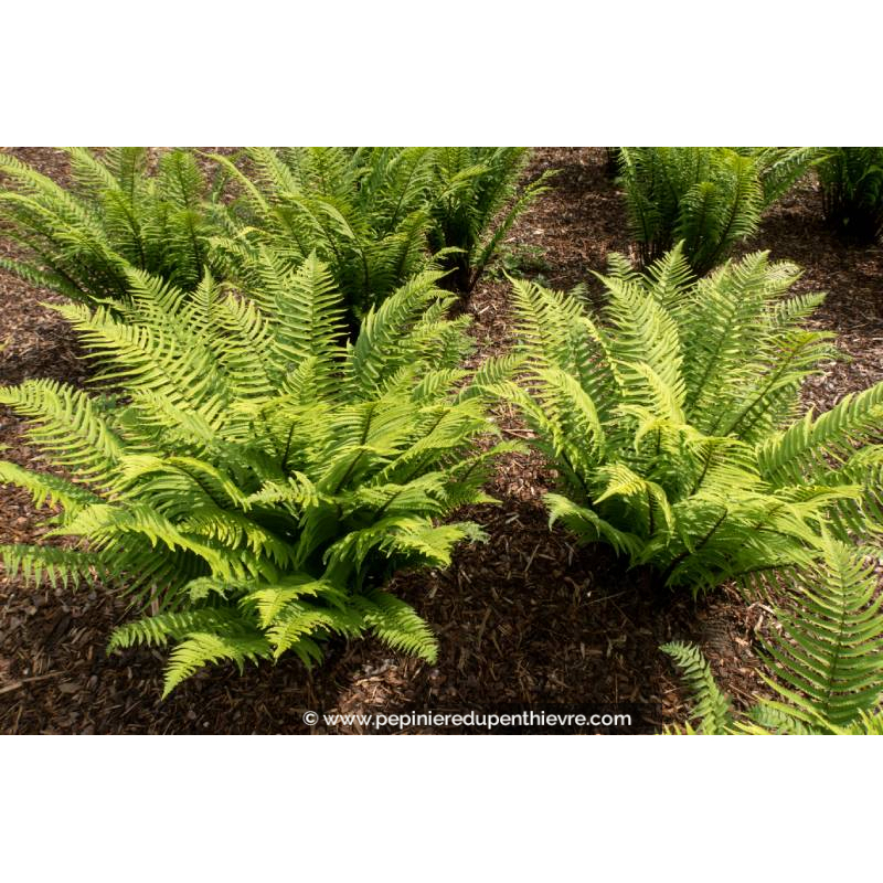 DRYOPTERIS atrata