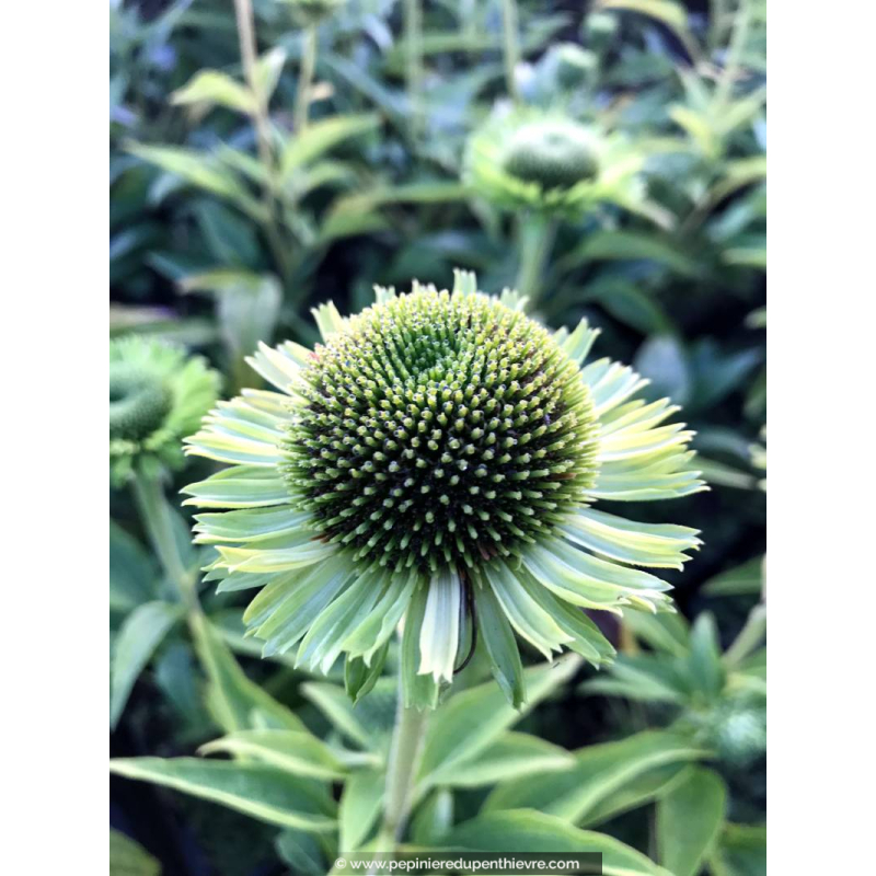 ECHINACEA 'Green Jewel'