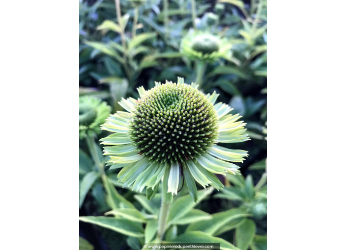 ECHINACEA 'Green Jewel'