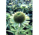 ECHINACEA 'Green Jewel'