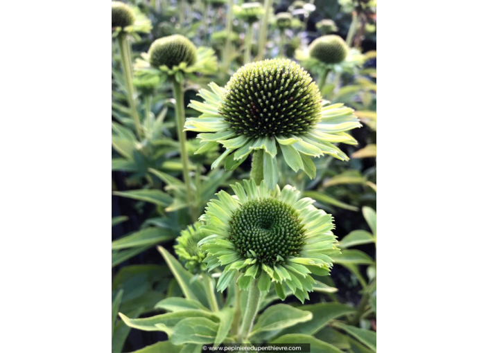 ECHINACEA 'Green Jewel'