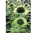 ECHINACEA 'Green Jewel'