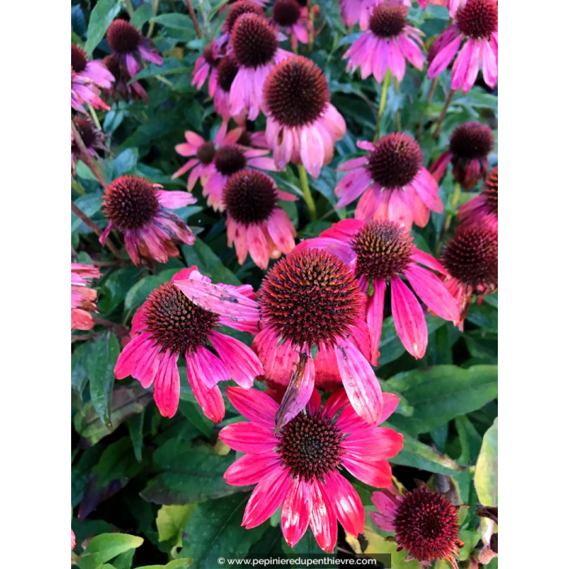 ECHINACEA purpurea 'Lakota Red'