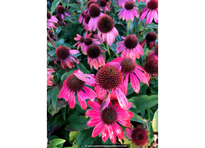 ECHINACEA purpurea 'Lakota Red'