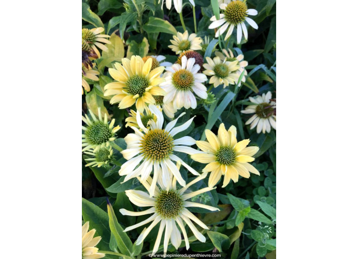 ECHINACEA purpurea 'Mellow Yellow'