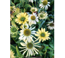 ECHINACEA purpurea 'Mellow Yellow'