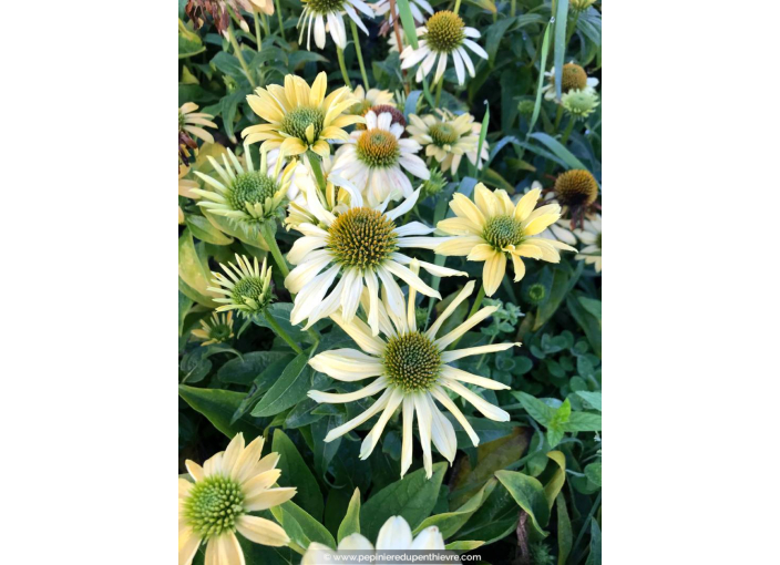 ECHINACEA purpurea 'Mellow Yellow'