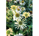 ECHINACEA purpurea 'Mellow Yellow'