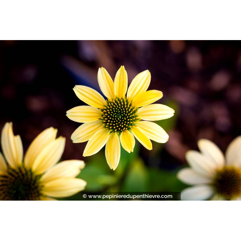 ECHINACEA purpurea 'Mellow Yellow'