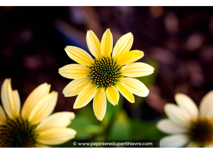 ECHINACEA purpurea 'Mellow Yellow'