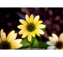 ECHINACEA purpurea 'Mellow Yellow'