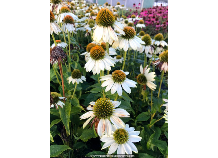 ECHINACEA purpurea 'PowWow White'