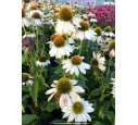 ECHINACEA purpurea 'PowWow White'