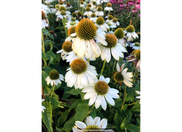 ECHINACEA purpurea 'PowWow White'