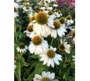 ECHINACEA purpurea 'PowWow White'