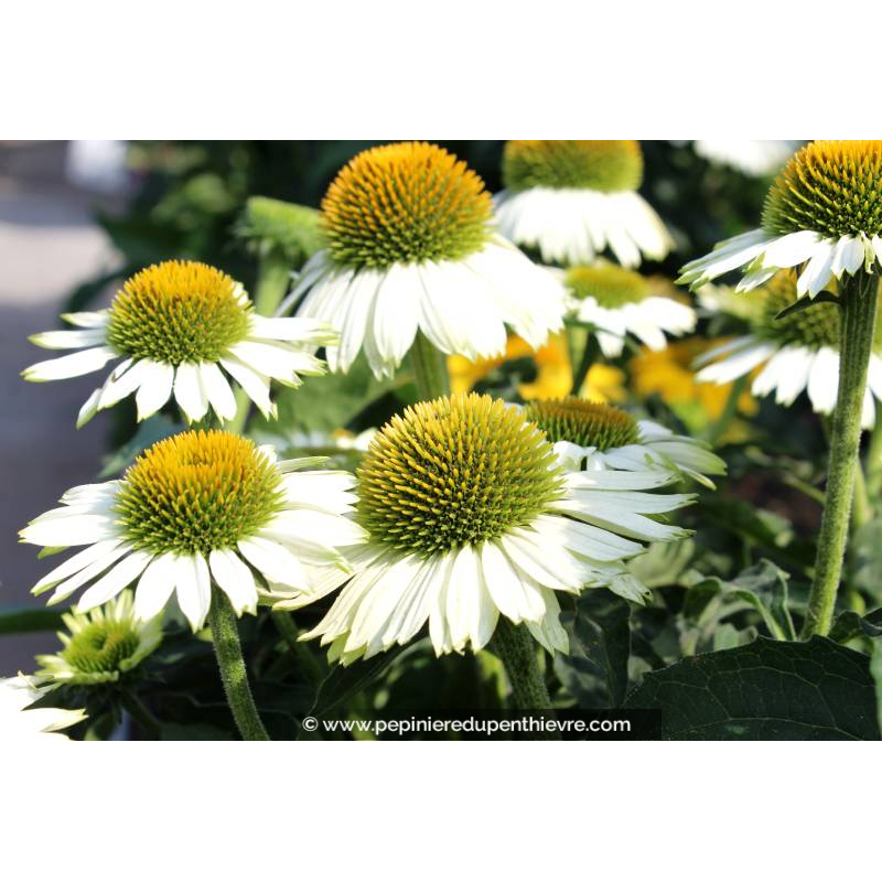ECHINACEA purpurea 'PowWow White'