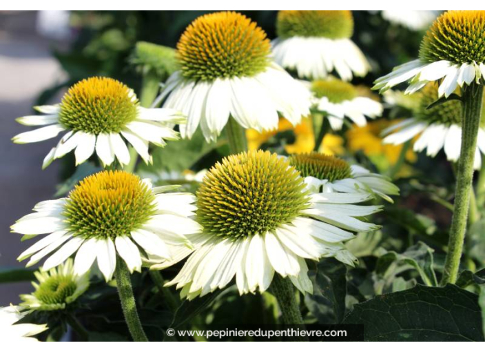 ECHINACEA purpurea 'PowWow White'