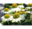 ECHINACEA purpurea 'PowWow White'