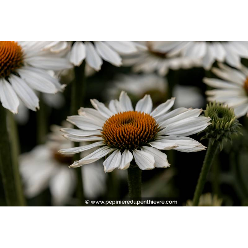 ECHINACEA purpurea 'White Swan'