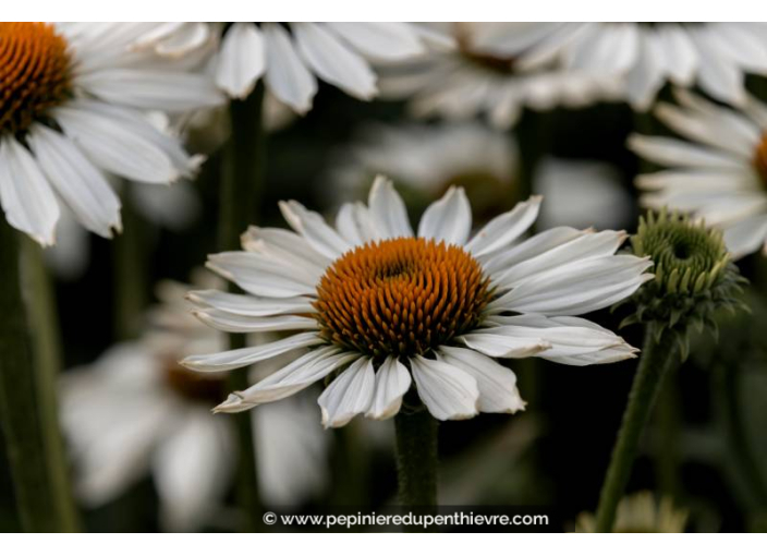ECHINACEA purpurea 'White Swan'
