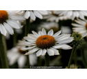 ECHINACEA purpurea 'White Swan'