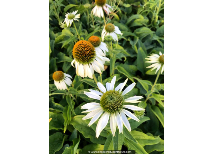 ECHINACEA purpurea 'White Swan'