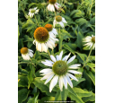 ECHINACEA purpurea 'White Swan'