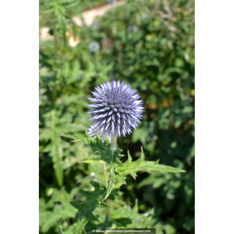 ECHINOPS ritro