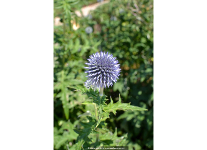 ECHINOPS ritro